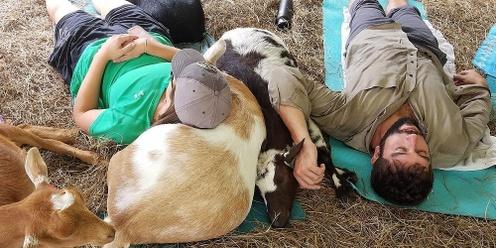 Goat and Horse Snuggles 101